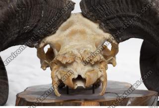 Photo Textures of Mouflon Skull 